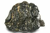 Rare, Juvenile Woolly Mammoth Upper P Molar - North Sea Deposits #372343-2